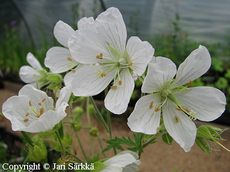 Geranium pratense f. albiflorum, kylkurjenpolvi